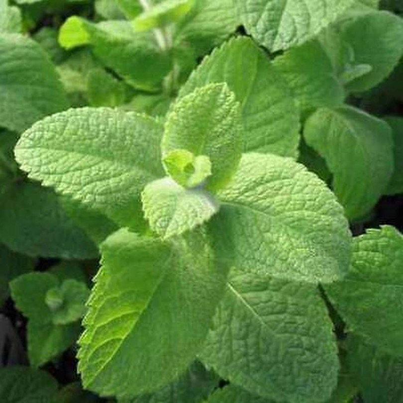 Egyiptomi menta - Különleges fűszernövények az Egzotikus Növények Stúdiója kínálatából